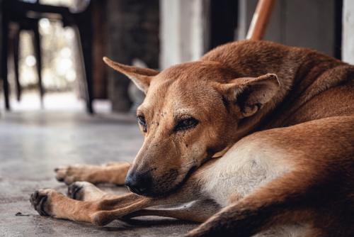 മൃഗങ്ങളോട് ക്രൂരത കാണിച്ചാൽ മൂന്ന് വർ‍ഷം, കൊല്ലുകയാണെങ്കിൽ‍ അഞ്ച് വർ‍ഷം വരെ തടവ്