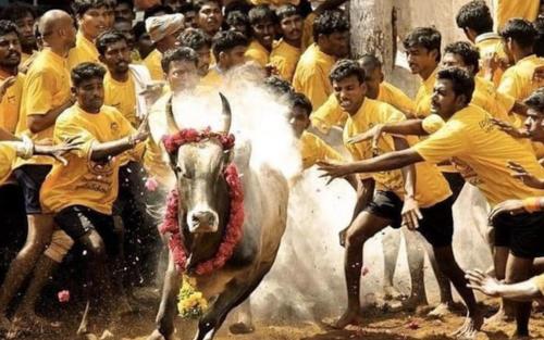 ജല്ലിക്കെട്ട് നിയമ വിരുദ്ധമല്ല: സുപ്രീംകോടതി ജല്ലിക്കെട്ട് നിയമ വിരുദ്ധമല്ല: സുപ്രീംകോടതി
