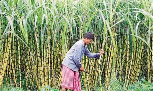 കരിമ്പിന്റെ ന്യായവില ഉയർത്തി കേന്ദ്ര സർക്കാർ കരിമ്പിന്റെ ന്യായവില ഉയർത്തി കേന്ദ്ര സർക്കാർ