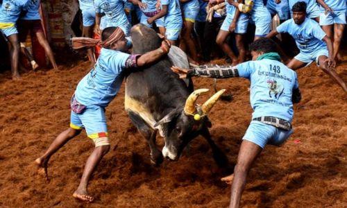 തമിഴ്‌നാട്ടിലെ പൊങ്കൽ ജെല്ലിക്കെട്ടിൽ രണ്ട് മരണം, നൂറോളം പേർക്ക് പരുക്ക്