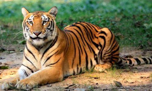 വയനാട്ടിലെ നരഭോജി കടുവയെ വെടിവച്ച് കൊല്ലാൻ ഉത്തരവ്