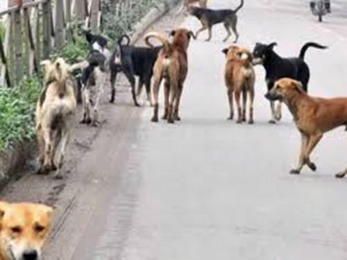 മലപ്പുറത്ത്  തെരുവുനായ ആക്രമണത്തിൽ അഞ്ചു പേര്‍ക്ക് പരിക്ക്