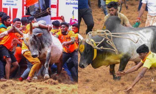 ജെല്ലിക്കട്ടിലും മഞ്ഞുവിരട്ടിലും 7 കൊല്ലപ്പെട്ടു; നൂറു കണക്കിനു പേർക്ക് പരിക്ക് ജെല്ലിക്കട്ടിലും മഞ്ഞുവിരട്ടിലും 7 കൊല്ലപ്പെട്ടു; നൂറു കണക്കിനു പേർക്ക് പരിക്ക്