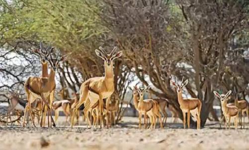 ദോഫാറിൽ പുതിയ വന്യജീവി ഉദ്യാനം സ്ഥാപിക്കും; സംരക്ഷണ-നഗരവികസന പദ്ധതികൾ പുരോഗമിക്കുന്നു