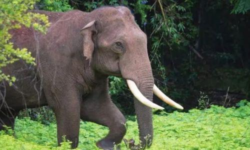 കാട്ടാന ആക്രമണം; മലക്കപ്പാറയില് വയോധിക മരിച്ചു കാട്ടാന ആക്രമണം; മലക്കപ്പാറയില് വയോധിക മരിച്ചു