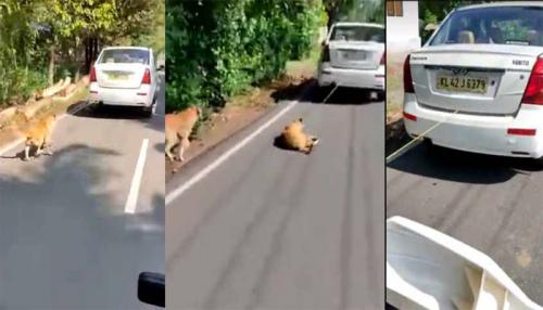 നായയെ കാറിന് പിറകിൽ കെട്ടിയിട്ട് വലിച്ചിഴച്ച സംഭവം; കാര് കസ്റ്റഡിയിലെടുത്തു നായയെ കാറിന് പിറകിൽ കെട്ടിയിട്ട് വലിച്ചിഴച്ച സംഭവം; കാര് കസ്റ്റഡിയിലെടുത്തു