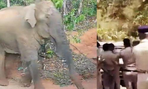 വനത്തിലൂടെ അതിവേഗത്തില്‍ സഞ്ചരിച്ച് ബേലൂര്‍ മഖ്‌ന; മയക്കുവെടി വെക്കുന്നത് ശ്രമകരം