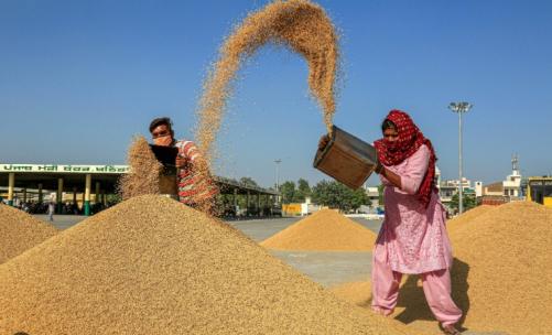 കകർഷകരുടെ നെല്ല് മുക്കി 'പാലക്കാടൻ മട്ട'യാക്കി വിൽപന; കോടികളുടെ തട്ടിപ്പ് കണ്ടെത്തി