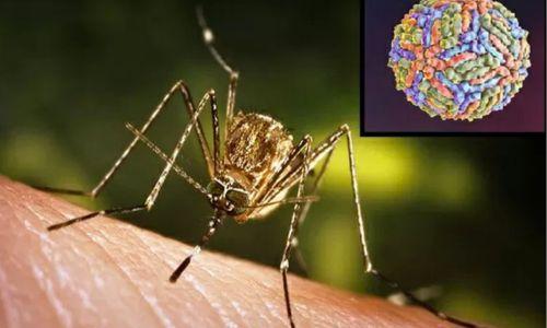 കോഴിക്കോട് വെസ്റ്റ് നൈൽ മരണം; സ്ഥിരീകരിച്ച് ആരോഗ്യ വകുപ്പ് കോഴിക്കോട് വെസ്റ്റ് നൈൽ മരണം; സ്ഥിരീകരിച്ച് ആരോഗ്യ വകുപ്പ്