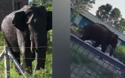 ജനവാസമേഖലയിലിറങ്ങി വീണ്ടും പരിഭ്രാന്തി സൃഷ്ടിച്ച് അരിക്കൊന്പൻ ജനവാസമേഖലയിലിറങ്ങി വീണ്ടും പരിഭ്രാന്തി സൃഷ്ടിച്ച് അരിക്കൊന്പൻ