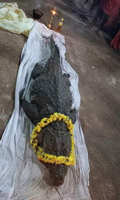 കാസർഗോഡ് കുമ്പള അനന്തപുര അനന്ത പത്മനാഭ സ്വാമി ക്ഷേത്രക്കുളത്തിലെ അത്ഭുത മുതല ‘ബബിയ’ ഓർമയായി കാസർഗോഡ് കുമ്പള അനന്തപുര അനന്ത പത്മനാഭ സ്വാമി ക്ഷേത്രക്കുളത്തിലെ അത്ഭുത മുതല ‘ബബിയ’ ഓർമയായി