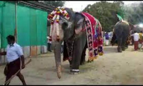 ഗജപൂജയ്ക്കെന്ന വ്യാജേന തമിഴ്നാട് മന്ത്രിയുടെ മകന്റെ വിവാഹത്തിന് കേരളത്തിൽ നിന്ന് ആനകളെ എത്തിച്ചു ഗജപൂജയ്ക്കെന്ന വ്യാജേന തമിഴ്നാട് മന്ത്രിയുടെ മകന്റെ വിവാഹത്തിന് കേരളത്തിൽ നിന്ന് ആനകളെ എത്തിച്ചു