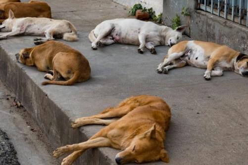 പോലീസ് ഉദ്യോഗസ്ഥയുടെ വീട്ടിലെ എഴുപതിലധികം തെരുവുനായ്ക്കളെ കോർപറേഷൻ ഷെൽട്ടറിലേക്ക് മാറ്റി
