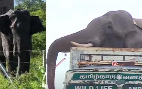 അരിക്കൊമ്പനെ ഇന്ന് തുറന്നുവിടരുതെന്ന് മദ്രാസ് ഹൈകോടതി; അനിശ്ചിതത്വം തുടരുന്നു അരിക്കൊമ്പനെ ഇന്ന് തുറന്നുവിടരുതെന്ന് മദ്രാസ് ഹൈകോടതി; അനിശ്ചിതത്വം തുടരുന്നു