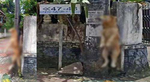 ചങ്ങനാശ്ശേരിയിൽ നായയെ കെട്ടിത്തൂക്കിയ സംഭവം; പൊലീസ് കേസെടുത്തു ചങ്ങനാശ്ശേരിയിൽ നായയെ കെട്ടിത്തൂക്കിയ സംഭവം; പൊലീസ് കേസെടുത്തു