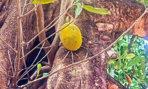 പ്രകൃതിയുടെ കൗതുകം; വടാട്ടുപാറയിൽ ആൽമരത്തിൽ 'ചക്ക' വിരിഞ്ഞു!