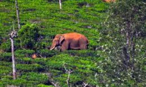 അരിക്കൊമ്പനെ മയക്കുവെടിവെച്ചു അരിക്കൊമ്പനെ മയക്കുവെടിവെച്ചു