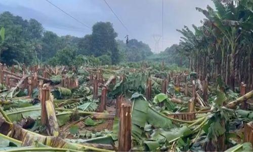 കെഎസ്ഇബി വാഴ വെട്ടിൽ മന്ത്രി; കർഷകന് ഉചിതമായ സഹായം നല്‍കും