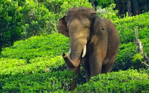 തേനി മേഘമല വന്യജീവി സങ്കേതത്തിൽ വിനോദസഞ്ചാരത്തിൻ്റെ വിലക്ക് പിൻവലിച്ചു തേനി മേഘമല വന്യജീവി സങ്കേതത്തിൽ വിനോദസഞ്ചാരത്തിൻ്റെ വിലക്ക് പിൻവലിച്ചു