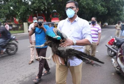 ദമ്പതിമാർ സഞ്ചരിച്ച ബൈക്കില്‍ പറന്നുവന്ന മയില്‍ ഇടിച്ചു; ബൈക്ക് മറിഞ്ഞ് ഭര്‍ത്താവ് മരിച്ചു