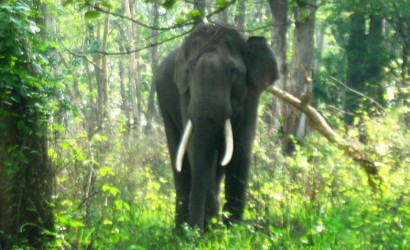 ഇടമലയാര് ആനവേട്ടക്കേസ്: രണ്ടുപേര് അറസ്റ്റില് ഇടമലയാര് ആനവേട്ടക്കേസ്: രണ്ടുപേര് അറസ്റ്റില്