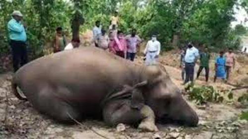 കാ​ട്ടാ​ന​ക​ള്‍ ച​രി​ഞ്ഞ സം​ഭ​വം; വ​നം​വ​കു​പ്പ് ഉ​ദ്യോ​ഗ​സ്ഥ​ര്‍​ക്ക് സ​സ്‌​പെ​ന്‍​ഷ​ന്‍