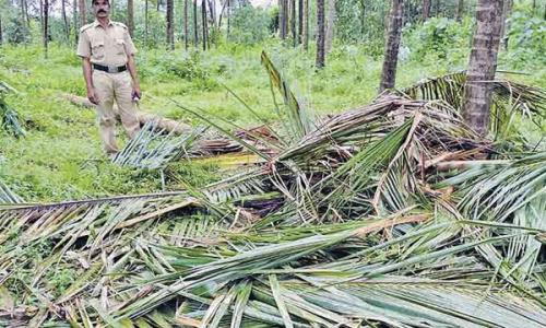 ആറളം ഫാം തകർ­ച്ചയു­ടെ­ വക്കി­ൽ : സർ­ക്കാർ ഇടപെ­ടു­ന്നി­ല്ല 