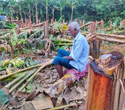 വെട്ടിയ വാഴയ്ക്ക് വിലയിട്ട് കെഎസ്ഇബി വെട്ടിയ വാഴയ്ക്ക് വിലയിട്ട് കെഎസ്ഇബി
