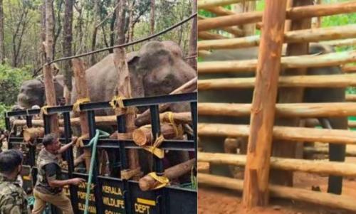 ശ്രമകരമായ ദൗത്യത്തിനൊടുവിൽ കാട്ടുകൊമ്പൻ പിടി സെവൻ വനം വകുപ്പിന്റെ കൂട്ടിലായി ശ്രമകരമായ ദൗത്യത്തിനൊടുവിൽ കാട്ടുകൊമ്പൻ പിടി സെവൻ വനം വകുപ്പിന്റെ കൂട്ടിലായി