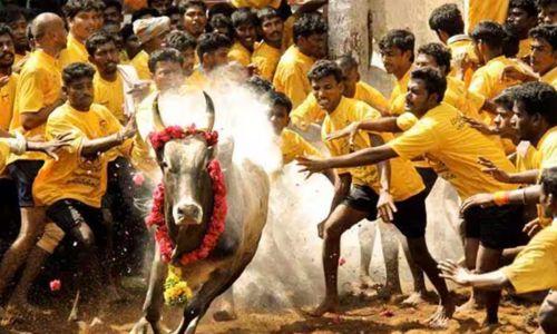 തമിഴ്നാട്ടിലെ ജല്ലിക്കെട്ട് ഇനി ലോകോത്തര നിലവാരമുള്ള സ്റ്റേഡിയത്തിൽ; 44 കോടി ചിലവ് തമിഴ്നാട്ടിലെ ജല്ലിക്കെട്ട് ഇനി ലോകോത്തര നിലവാരമുള്ള സ്റ്റേഡിയത്തിൽ; 44 കോടി ചിലവ്