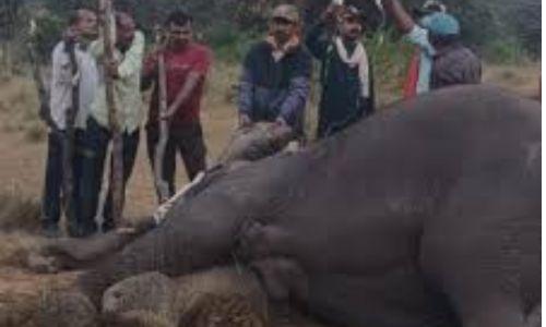 മധ്യപ്രദേശിലെ ബാന്ധവ്ഗഡ് കടുവാ സങ്കേതത്തിൽ ഏഴ് ആനകൾ ചരിഞ്ഞ നിലയിൽ മധ്യപ്രദേശിലെ ബാന്ധവ്ഗഡ് കടുവാ സങ്കേതത്തിൽ ഏഴ് ആനകൾ ചരിഞ്ഞ നിലയിൽ