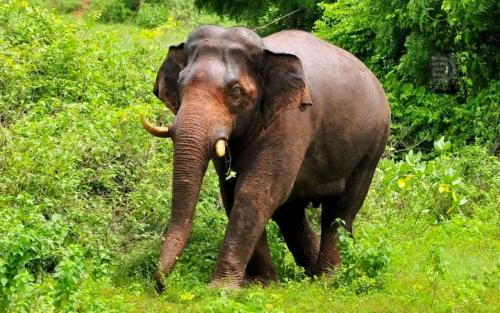 ഇടുക്കി വനാതിർത്തിയിൽ രാത്രി പ്രചാരണത്തിന് വിലക്ക്; കളക്ടറുടെ ഉത്തരവിനെതിരെ സി.പി.എം രംഗത്ത്