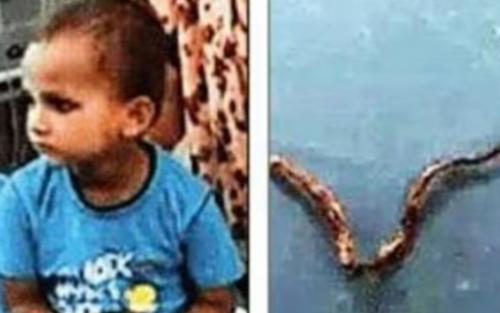 കളിച്ചുകൊണ്ടിരിക്കെ അടുത്ത് വന്ന പാമ്പിനെ ചവച്ചരച്ചുകൊന്ന് 3 വയസുകാരൻ കളിച്ചുകൊണ്ടിരിക്കെ അടുത്ത് വന്ന പാമ്പിനെ ചവച്ചരച്ചുകൊന്ന് 3 വയസുകാരൻ