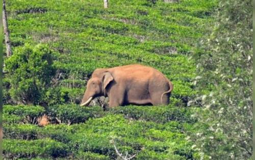 അരിക്കൊമ്പൻ തിരിച്ച് കേരള വനമേഖലയിലേക്ക് സഞ്ചരിക്കുന്നുവെന്ന് വനം വകുപ്പ് അരിക്കൊമ്പൻ തിരിച്ച് കേരള വനമേഖലയിലേക്ക് സഞ്ചരിക്കുന്നുവെന്ന് വനം വകുപ്പ്
