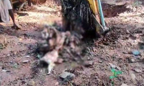 കാട്ടാനയെ കൊന്നത് 6 പേർ; തോട്ടമുടമ ഗോവയിലേക്ക് കടന്നതായി സൂചന കാട്ടാനയെ കൊന്നത് 6 പേർ; തോട്ടമുടമ ഗോവയിലേക്ക് കടന്നതായി സൂചന