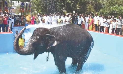 ആനക്കുട്ടിക്ക് 50 ലക്ഷത്തിന്റെ ആഡംബര സ്വിമ്മിംഗ് പൂളൊരുക്കി തമിഴ്നാട് സർക്കാർ ആനക്കുട്ടിക്ക് 50 ലക്ഷത്തിന്റെ ആഡംബര സ്വിമ്മിംഗ് പൂളൊരുക്കി തമിഴ്നാട് സർക്കാർ