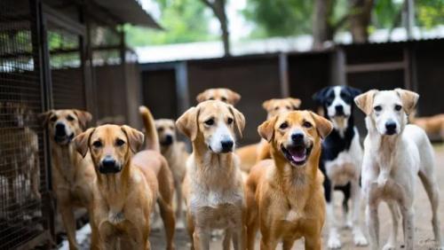 തെലങ്കാനയിൽ വിവാദമായ 'നായ്ക്കുരുതി'; തെരഞ്ഞെടുപ്പ് വാഗ്ദാനം പാലിക്കാൻ കൊന്നത് 500 തെരുവ് നായ്ക്കളെ