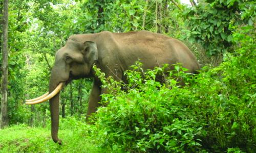 വണ്ടിപ്പെരിയാറിൽ കാട്ടാനശല്യം രൂക്ഷമാകുന്നു വണ്ടിപ്പെരിയാറിൽ കാട്ടാനശല്യം രൂക്ഷമാകുന്നു