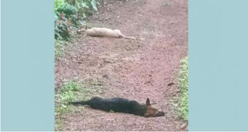 മുളക്കുളത്ത് തെരുവുനായ്ക്കൾ കൂട്ടത്തോടെ ചത്ത നിലയിൽ; പോലീസ് കേസെടുത്തു മുളക്കുളത്ത് തെരുവുനായ്ക്കൾ കൂട്ടത്തോടെ ചത്ത നിലയിൽ; പോലീസ് കേസെടുത്തു