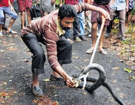 പാന്പു പിടുത്തക്കാർക്ക് ലൈസൻസ് ഏർപ്പെടുത്താനൊരുങ്ങി സർക്കാർ    