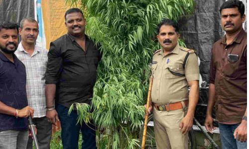 ആലുവയിൽ പടരുന്ന കഞ്ചാവ് ചെടികൾ: വിത്തുപാകിയതല്ല, വലിച്ചെറിഞ്ഞ അവശിഷ്ടങ്ങളിൽ നിന്ന് മുളച്ചതെന്ന് നിഗമനം!