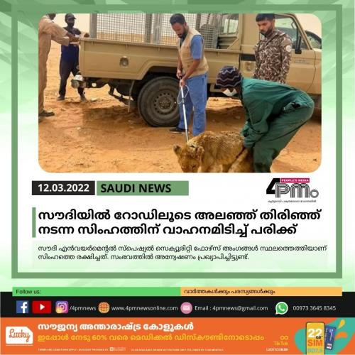 സൗദിയിൽ റോഡിലൂടെ അലഞ്ഞ് നടന്ന സിംഹത്തിന് വാഹനമിടിച്ച് പരിക്ക് സൗദിയിൽ റോഡിലൂടെ അലഞ്ഞ് നടന്ന സിംഹത്തിന് വാഹനമിടിച്ച് പരിക്ക്