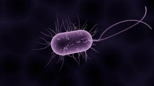 അട്ടപ്പാടിയിലും ഷിഗല്ല സ്ഥിരീകരിച്ചു