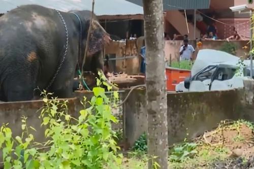 അങ്കമാലി കിടങ്ങൂരിൽ ആനയിടഞ്ഞ് ഒരാൾ മരിച്ചു; രണ്ട് പേർക്ക് ഗുരുതര പരിക്ക്