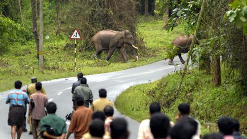 വന്യജീവി ആക്രമണം: മരണാനന്തര ധനസഹായം 14 ലക്ഷം രൂപയാക്കി ഉയർത്തി