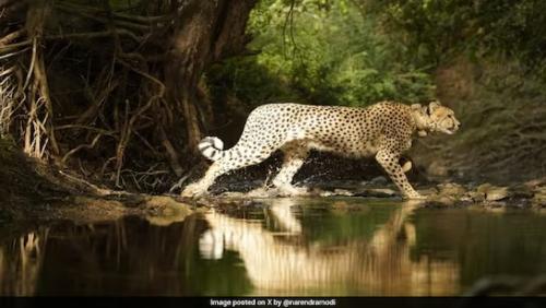 ഇന്ത്യയിൽ ചീറ്റപ്പുലി ടൂറിസത്തിന് ആഹ്വാനം ചെയ്ത് പ്രധാനമന്ത്രി