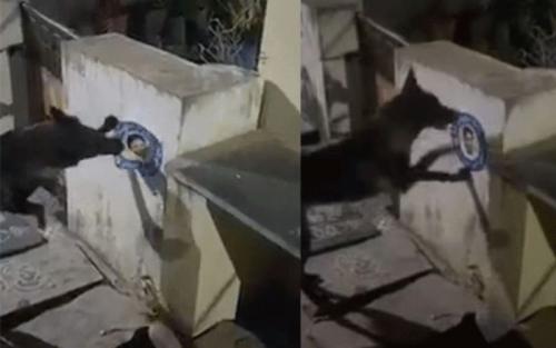ആന്ധ്രാ മുഖ്യമന്ത്രിയുടെ പോസ്റ്റര് വലിച്ചു കീറിയ നായക്കെതിരെ കേസ് ആന്ധ്രാ മുഖ്യമന്ത്രിയുടെ പോസ്റ്റര് വലിച്ചു കീറിയ നായക്കെതിരെ കേസ്