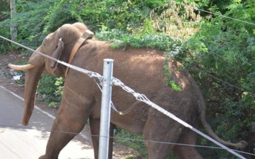 കമ്പം പട്ടണത്തെ മുള്മുനയില് നിര്ത്തി അരിക്കൊമ്പൻ; കാടിറങ്ങിയാൽ മയക്കുവെടി കമ്പം പട്ടണത്തെ മുള്മുനയില് നിര്ത്തി അരിക്കൊമ്പൻ; കാടിറങ്ങിയാൽ മയക്കുവെടി