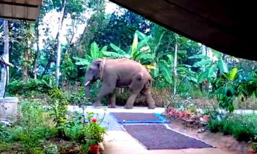 ആന ശാന്തനാണ്'; തുറസ്സായ സ്ഥലത്തെത്തിച്ച് മയക്കുവെടിവെക്കുമെന്ന് വയനാട് കളക്ടര് ആന ശാന്തനാണ്'; തുറസ്സായ സ്ഥലത്തെത്തിച്ച് മയക്കുവെടിവെക്കുമെന്ന് വയനാട് കളക്ടര്