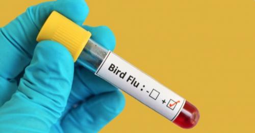 ഇരിട്ടിയിൽ പക്ഷിപ്പനി സ്ഥിരീകരിച്ചു; പകരുന്നത് കാക്കകളിൽ നിന്ന്